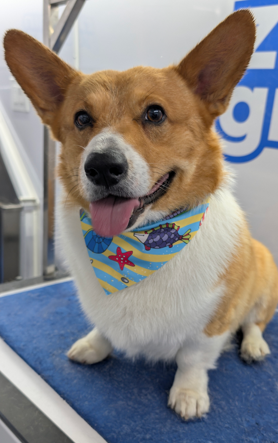 Happy Corgi after a groom at Zoomin Groomin