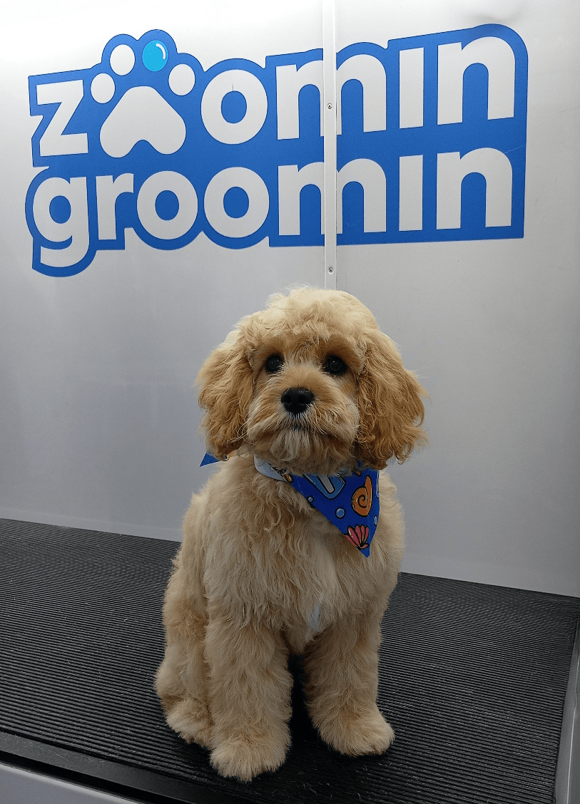 Cavapoo dog, freshly groomed.