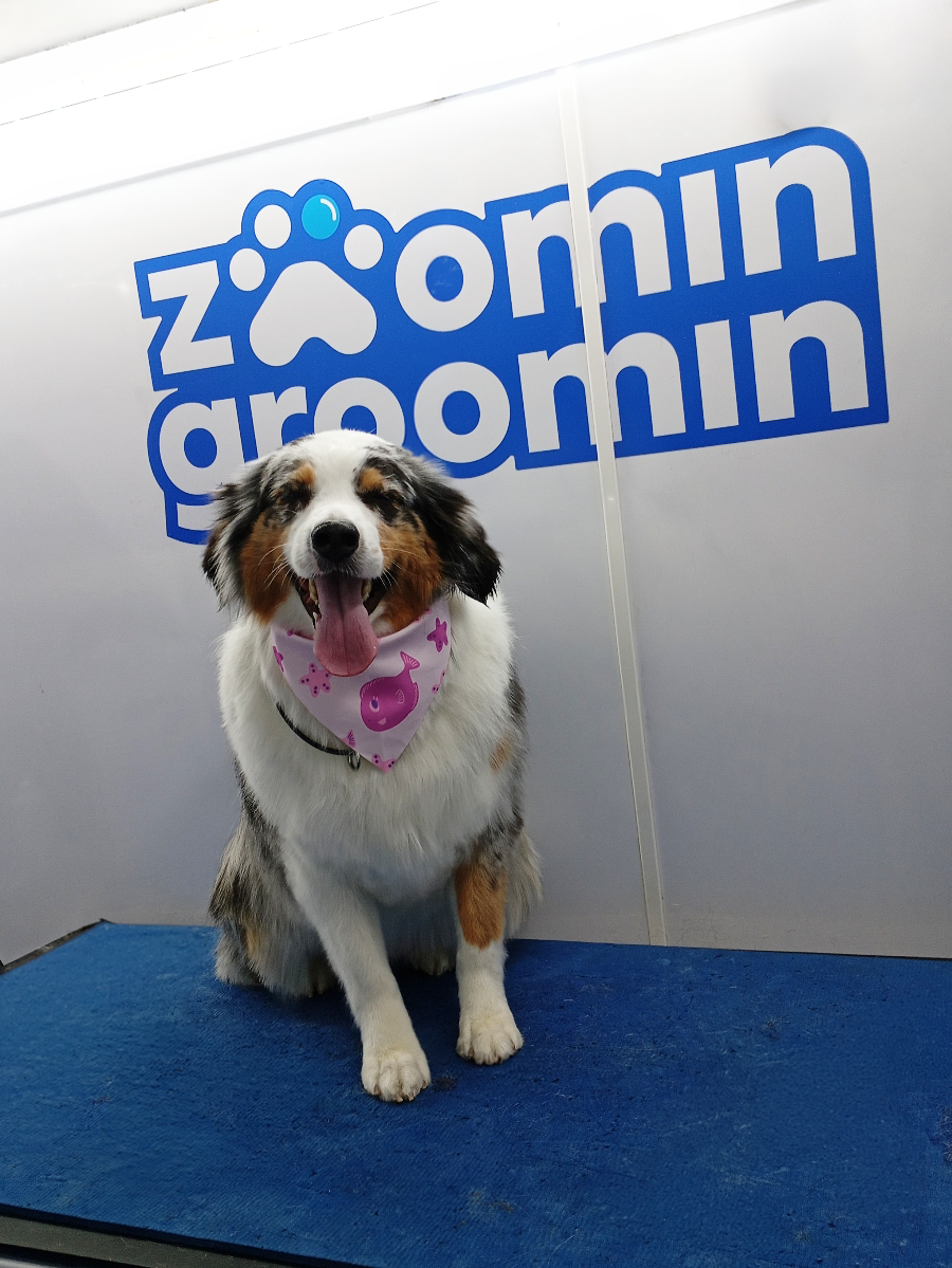Freshly groomed Mini Australian Shepherd sitting in the Zoomin Groomin mobile pet spa.